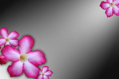 çiçek background. tropikal çiçek pembe adenium yakın çekim