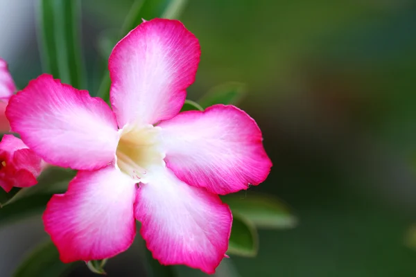 Floral background. Close up of Tropical flower Pink Adenium — Stock Photo, Image