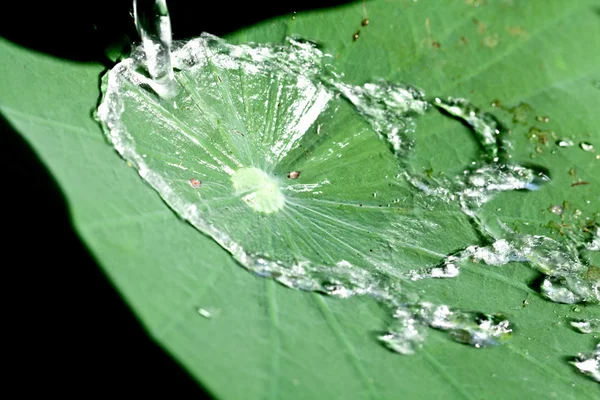 Spruzzi d'acqua sul fiore — Foto Stock