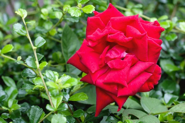 Червона троянда на городі — стокове фото