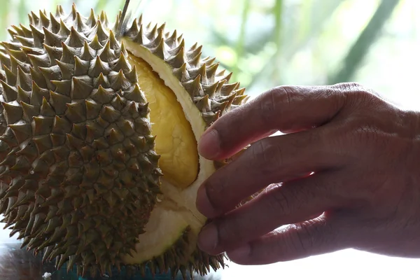 Close up of peeled Durian or Dorain — Stock Photo, Image