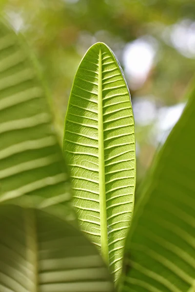 Rama con hojas verdes de cerca —  Fotos de Stock