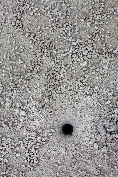Il buco nero sulla spiaggia è residente di granchio — Foto Stock