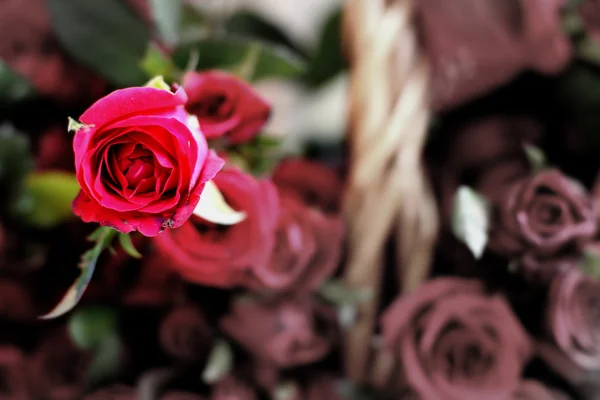 Mazzo di belle rose rosse primo piano — Foto Stock