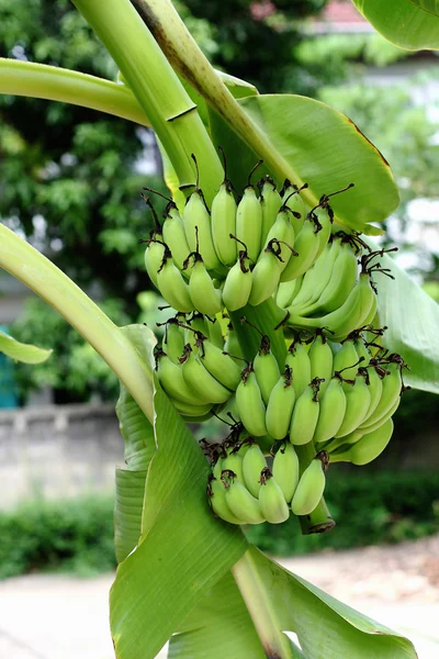 緑のバナナ、バナナの木の枝にぶら下がっています。 — ストック写真