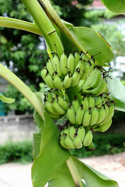 Green banana hanging on a branch of a banana tree