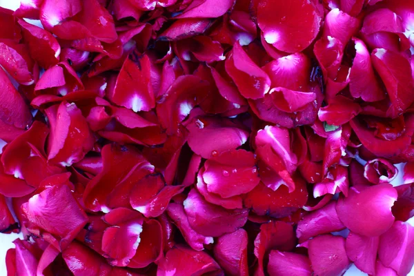 Piros rózsaszirom háttér közelről — Stock Fotó