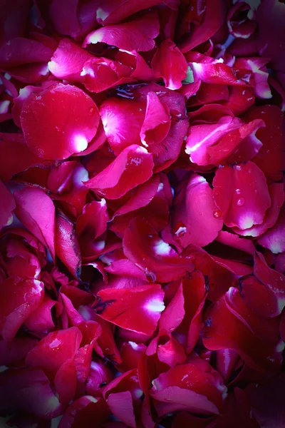 Piros rózsaszirom háttér közelről — Stock Fotó