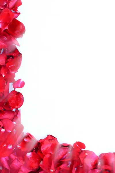 Close up red rose petal background — Stock Photo, Image