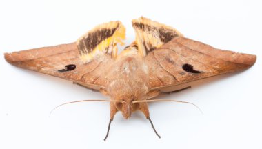 beyaz izole arka planda büyük kelebek