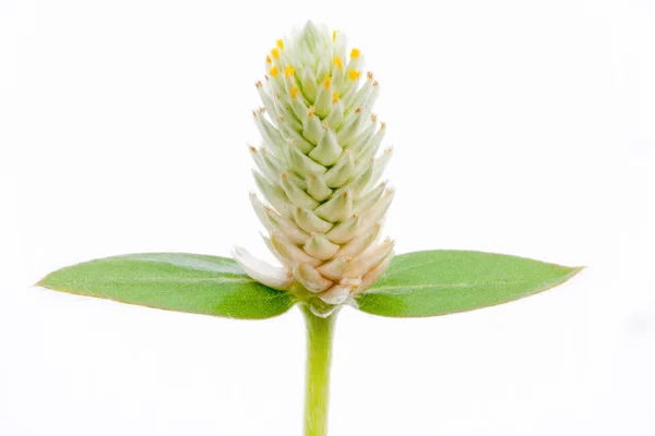 Fű virág vagy amarant — Stock Fotó