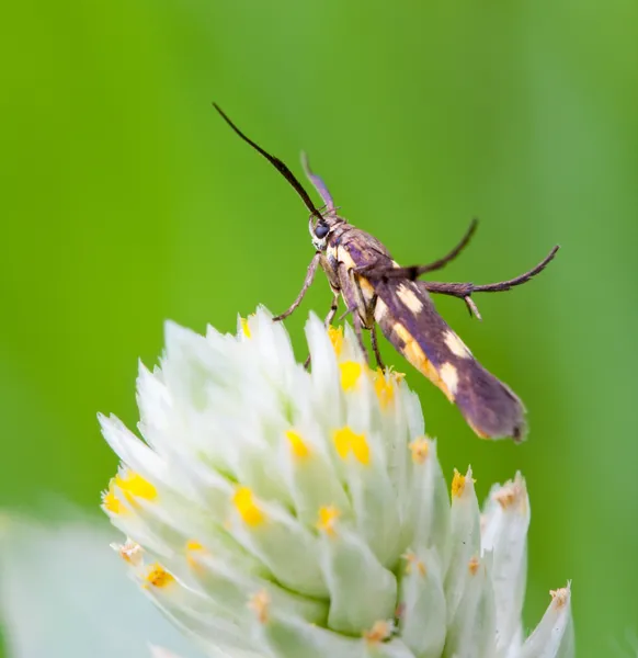 Honey insect collects flower nectar — Stock Photo, Image