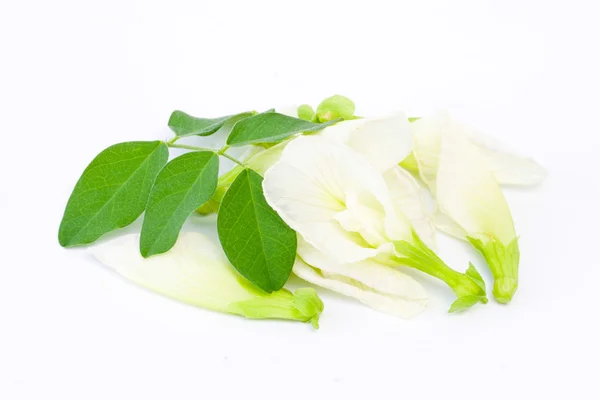 Fehér pillangó borsó-virág — Stock Fotó