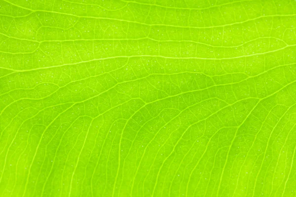 Green leaf background texture, macro — Stock Photo, Image