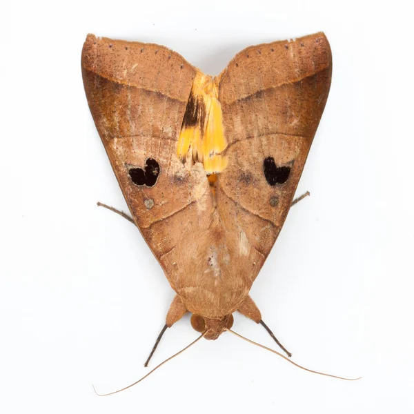 Big butterfly on white isolate background — Stock Photo, Image