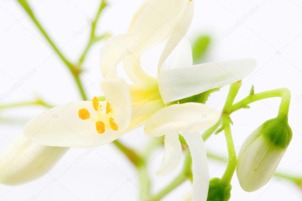 Flowers of Moringa on white