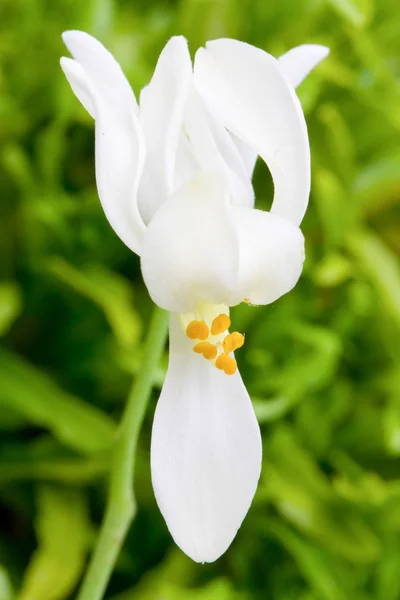 Moringa virág — Stock Fotó