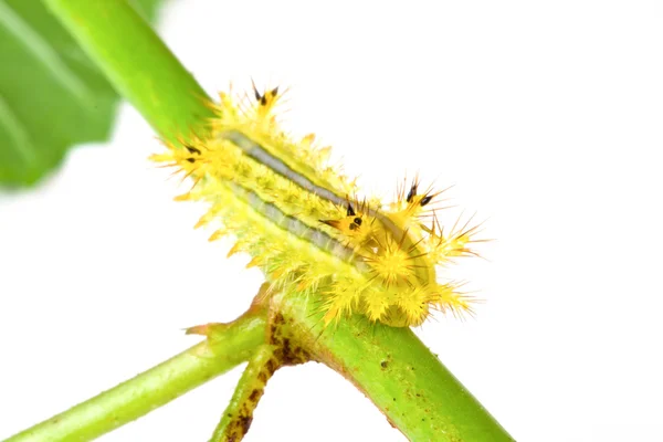 Hairy caterpillar — Stock Photo, Image