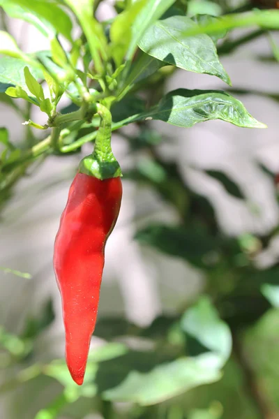 Red pepper seeds on the tree — Stock Photo, Image