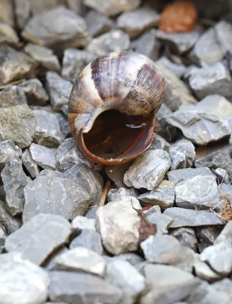 Conchiglie sulla roccia — Foto Stock