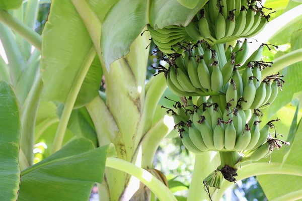 バナナは熟しています。 — ストック写真
