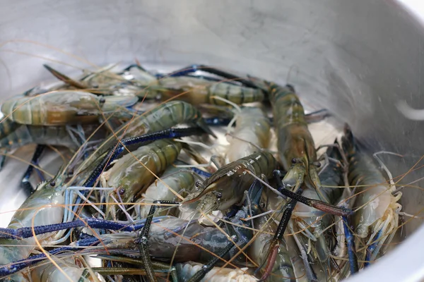 Fresh water shrimp — Stock Photo, Image