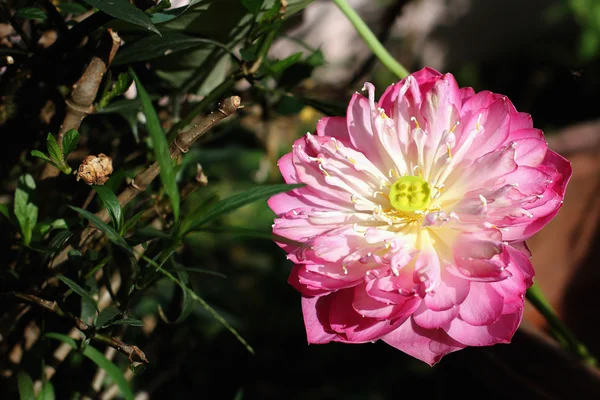 Lotus flower blossom. Lotus flower isolated — Stock Photo, Image