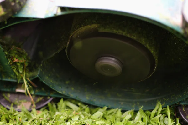 otların arasında çalışan blade Çayır biçme makinesi