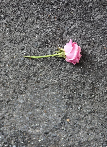 Pink roses on the floor — Stock Photo, Image