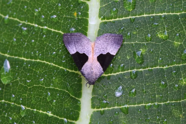 Purple butterfly on a green leaf — Stock Photo, Image