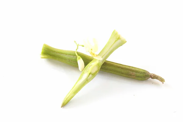 刺参-中国菜(Moringa oleifera Lam).) — 图库照片