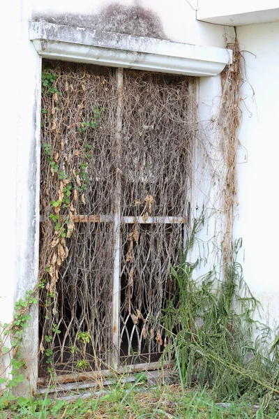 Gamla dörrar i ett övergivet hus — Stockfoto