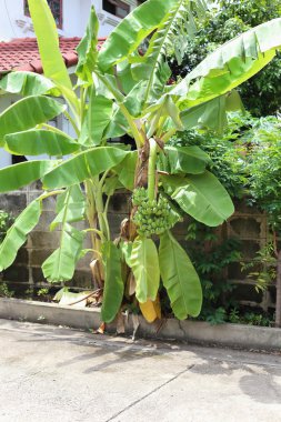 Muz ağaçları meyve