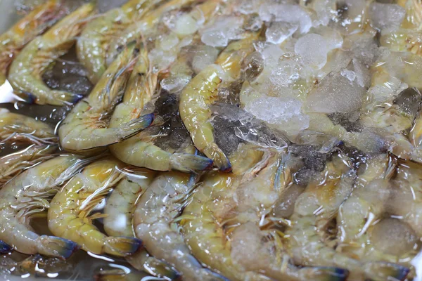 Shrimp frozen in ice for sale — Stock fotografie