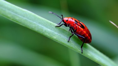 Yaprağın üzerinde kırmızı uğur böceği