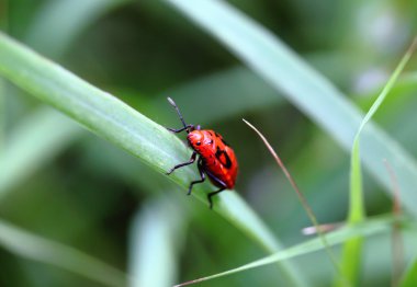 Yaprağın üzerinde kırmızı uğur böceği