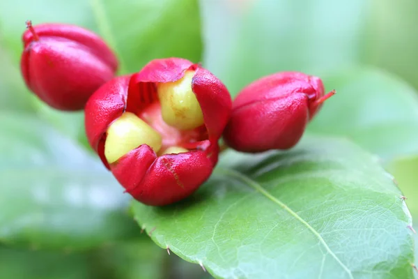 Ochna serrulata red flower — Stock Photo, Image