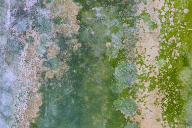 eski duvar yosun ve çeşitli lekeleri ile