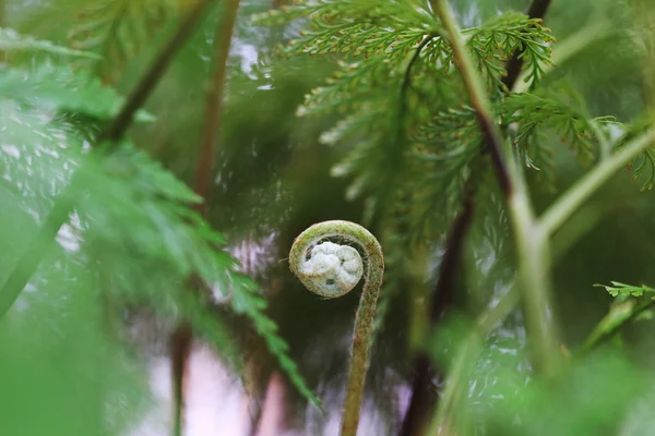 Ormbunkar är odlade i krukor — Stockfoto