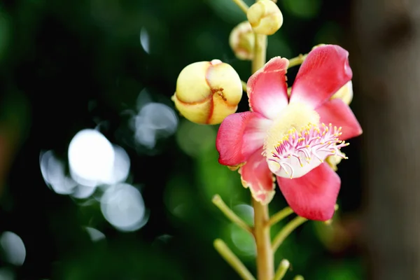 Couroupita guianensis aubl bokeh arka plan üzerinde — Stok fotoğraf