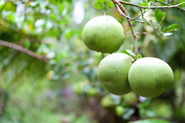 Naturaleza del coco verde —  Fotos de Stock