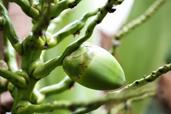 Natureza do coco verde — Fotografia de Stock