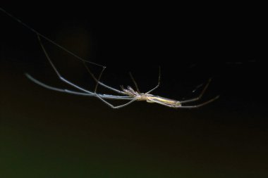 closeup örümcek siyah arka plan