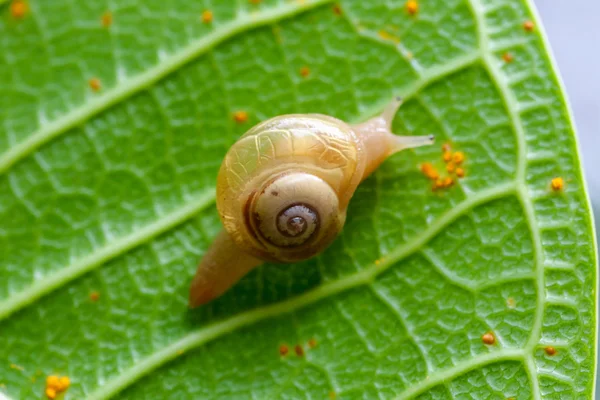 Snail on the green leaves — Stock Photo, Image
