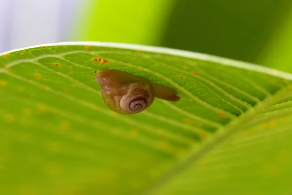 Snail on the green leaves — Stock Photo, Image