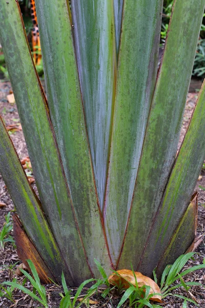 Variedades de plátano —  Fotos de Stock