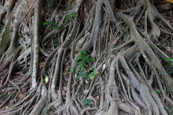 Roots of trees — Stock Photo, Image