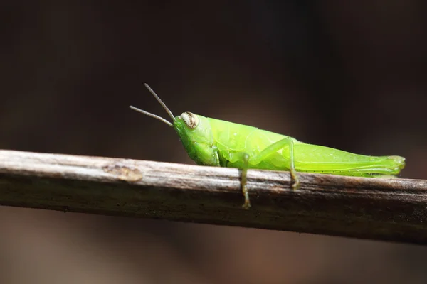 Close up of the grasshopper on branch — Stock Photo, Image
