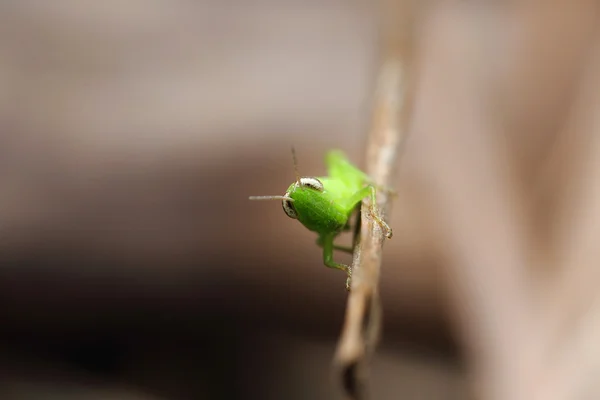 Close up of the grasshopper on branch — Stock Photo, Image