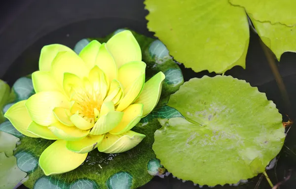 Close up yellow and green lotus — Stock Photo, Image